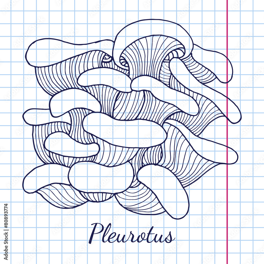 Fototapeta premium Pleurotus mushrooms bunch