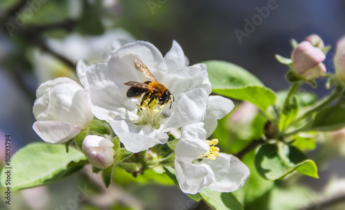 Bee on a flower apple