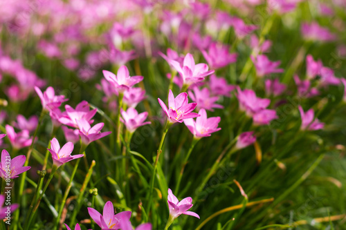 Pink Zephyranthes Lily,Zephyranthes Lily
