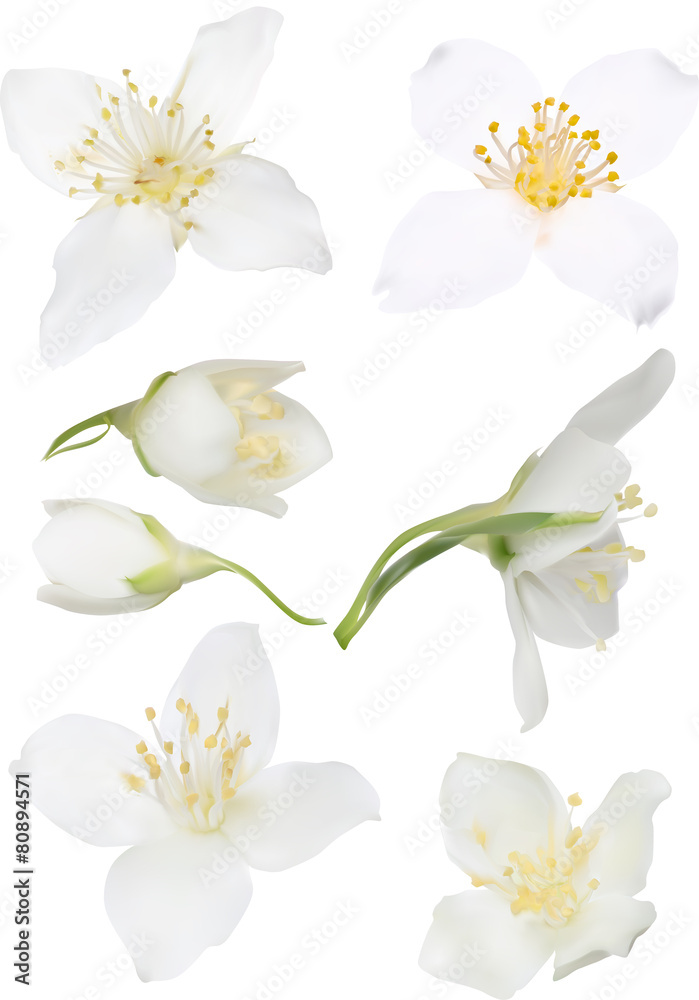 illustration with isolated white jasmin blooms collection