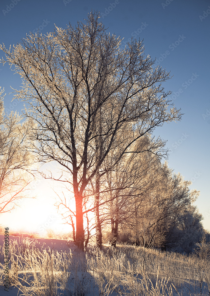 Fototapeta premium Tree in winter morning