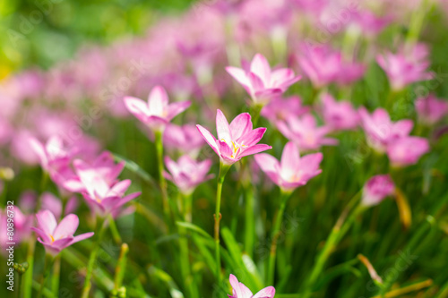 Pink Zephyranthes Lily © pixy_nook