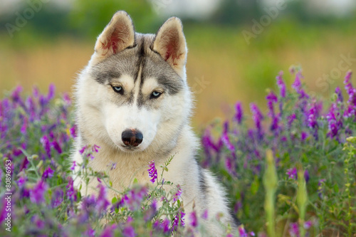 puppy of Siberian husky dog outdoors