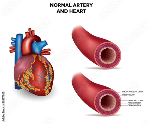 Healthy human elastic artery, detailed illustration