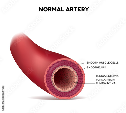 Healthy human elastic artery photo