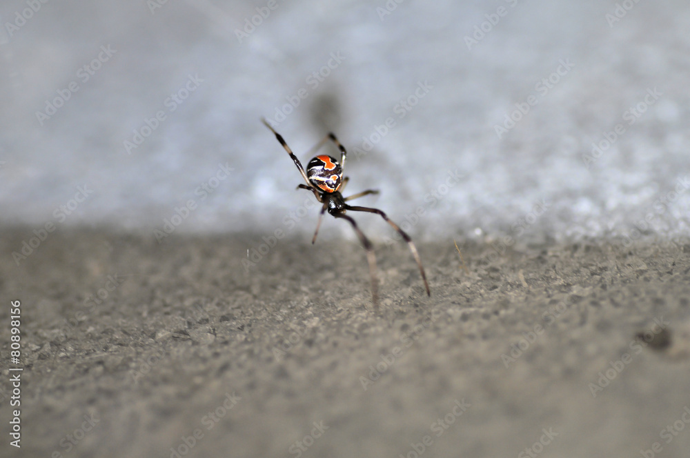 Red Back Spider Red Back Spider