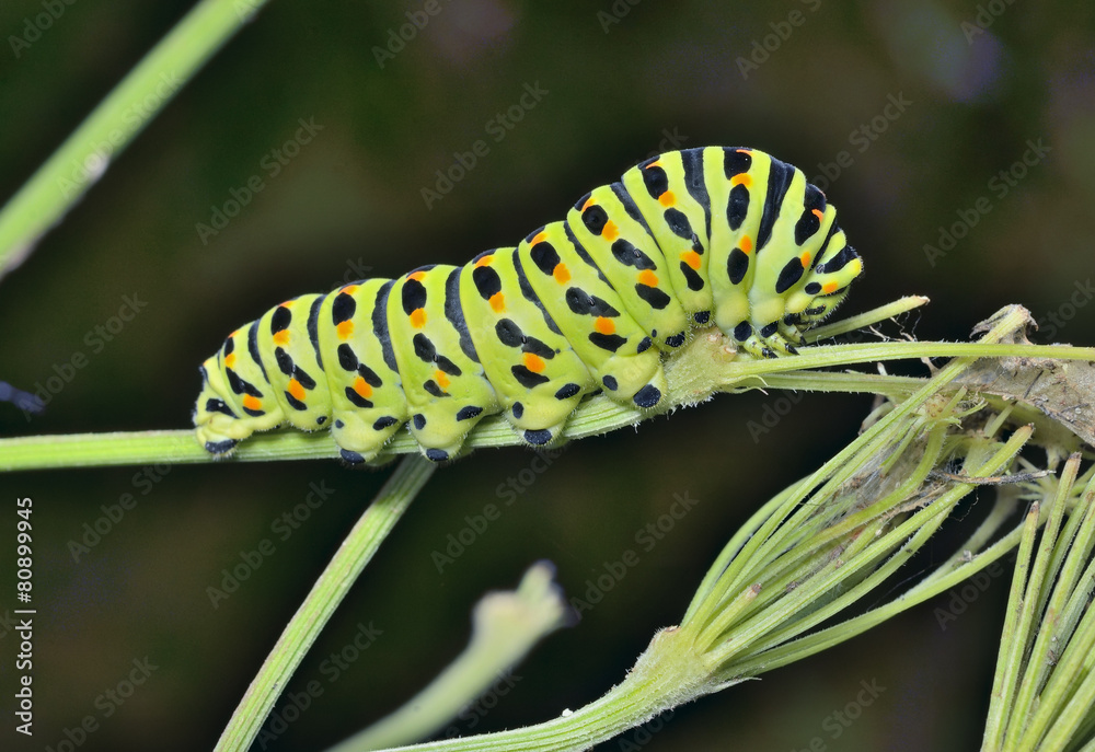 Сaterpillar of swallowtail 6