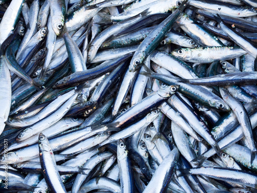 Fresh sardines and anchovies