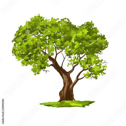 Tree vector illustration  hand drawn  painted watercolor