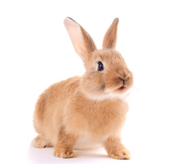 Little rabbit isolated on white