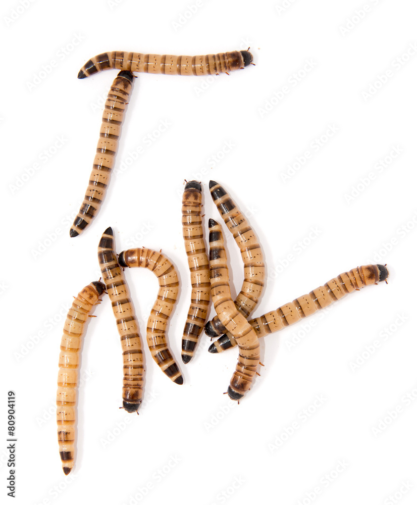 Fototapeta premium beetle larvae