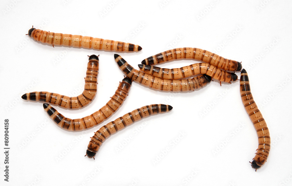 Naklejka premium beetle larvae