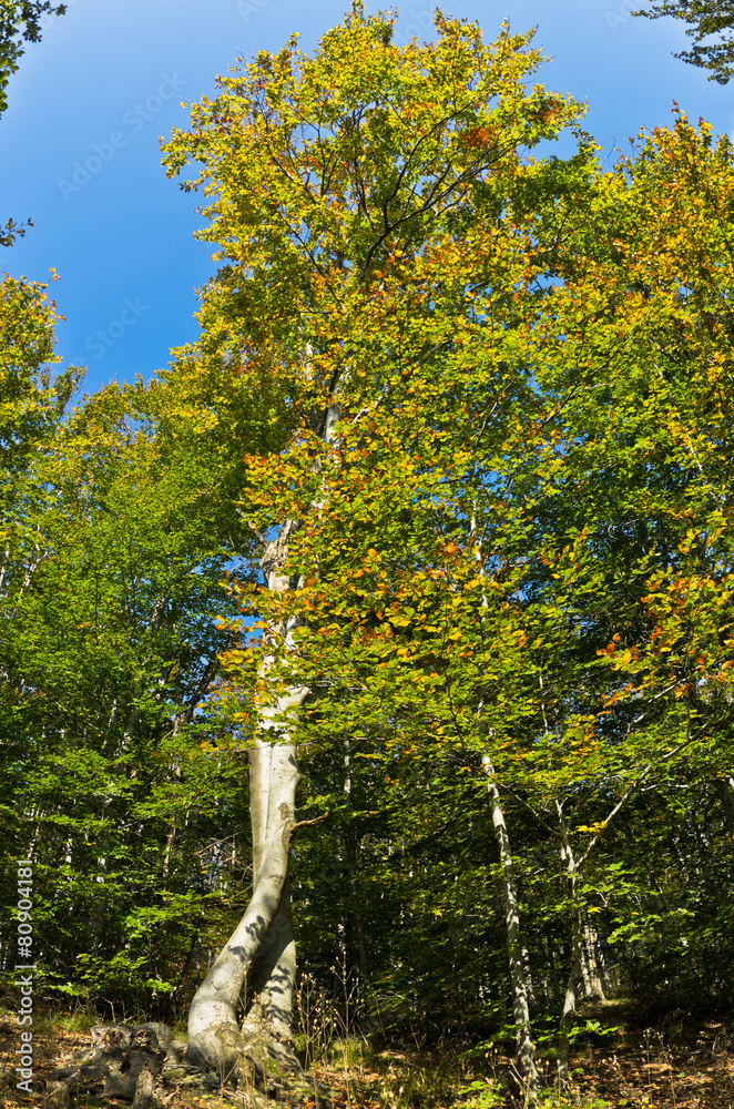Fototapeta premium Beech forest in early autumn at Homolje mountains