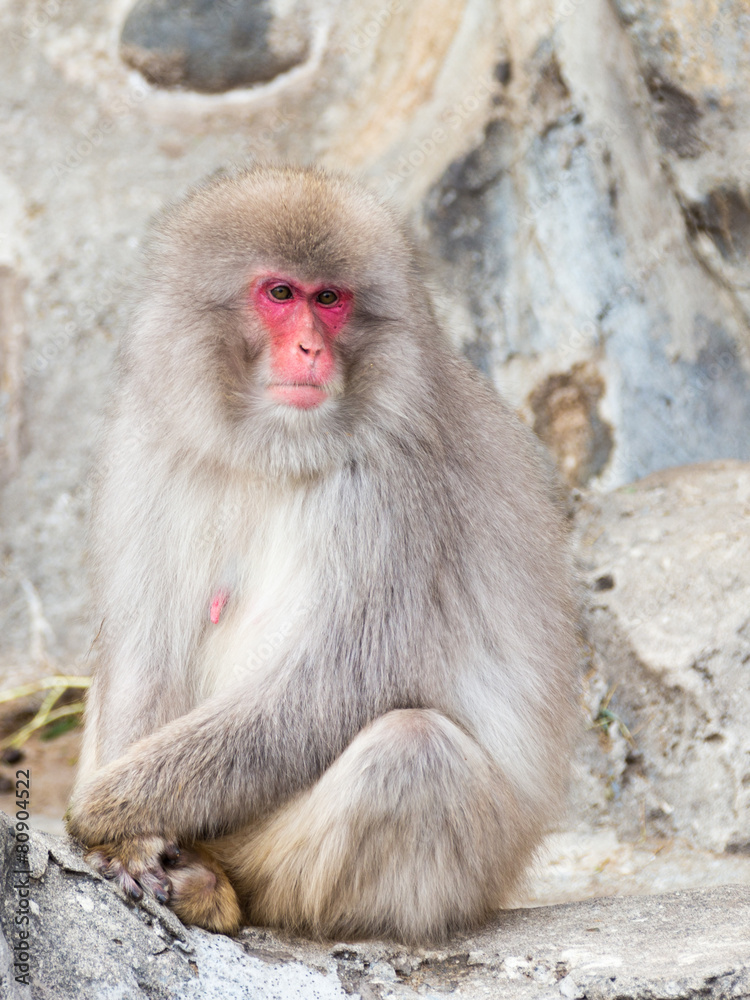 Japanese macaque Japanese macaque