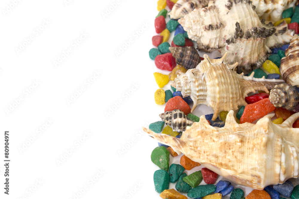 colorful background made of shells on a white background