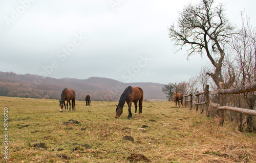 Horses Grazing on Pastures © Peter Nanista