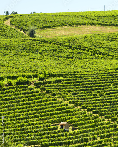 Summer landscape in Langhe (Italy)