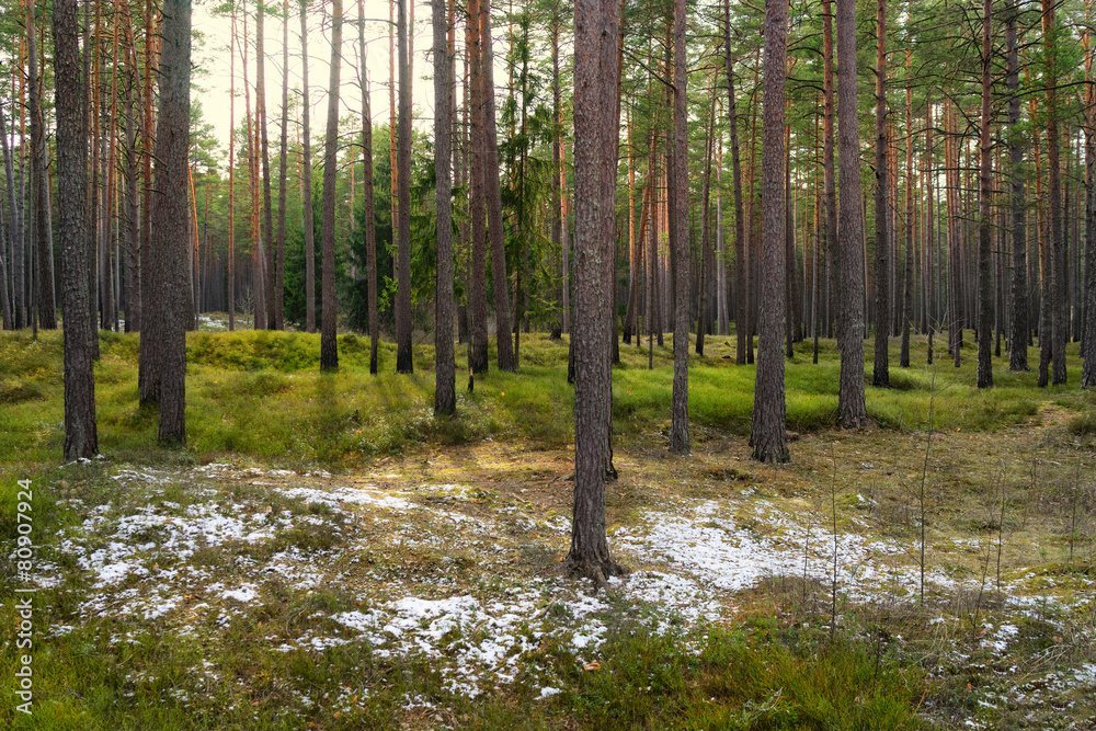 Obraz premium Pine trees in the park with green grass and islands of snow in e