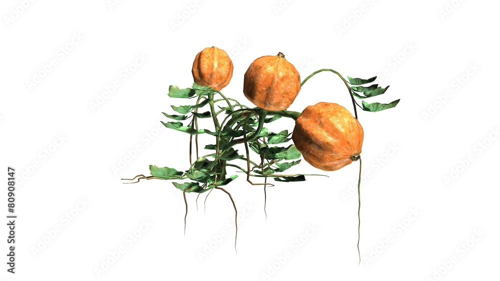 pumpkin plant with fruits - isolated on white background pumpkin plant with fruits - isolated on white background