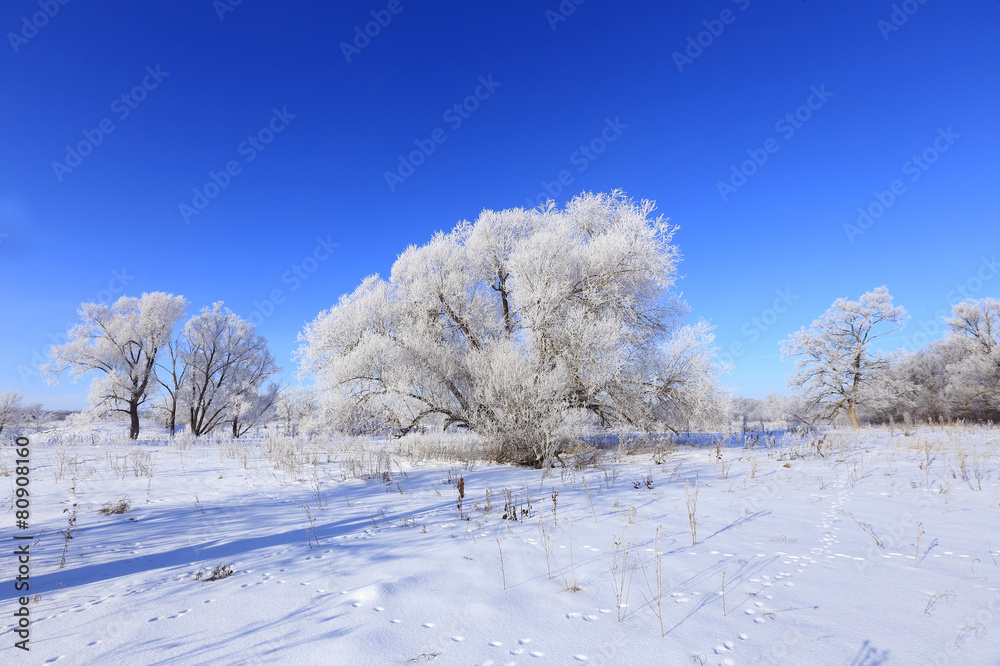 winter landscape