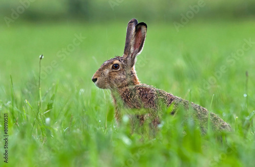Brown hare © Soru Epotok