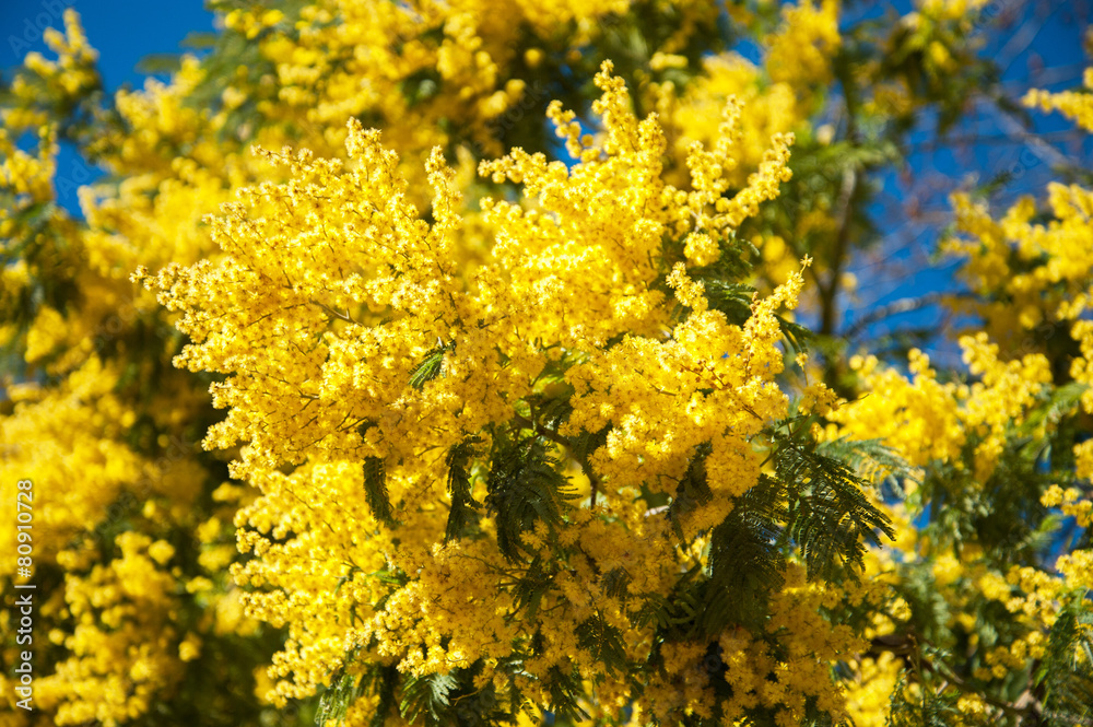 Mimosa Mimosa