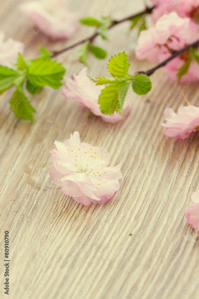 Fototapeta premium pink cherry flowers