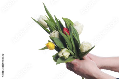 tulips in hands