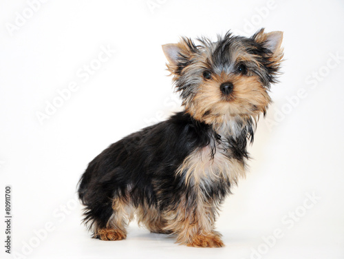 Yorkshire Terrier Puppy