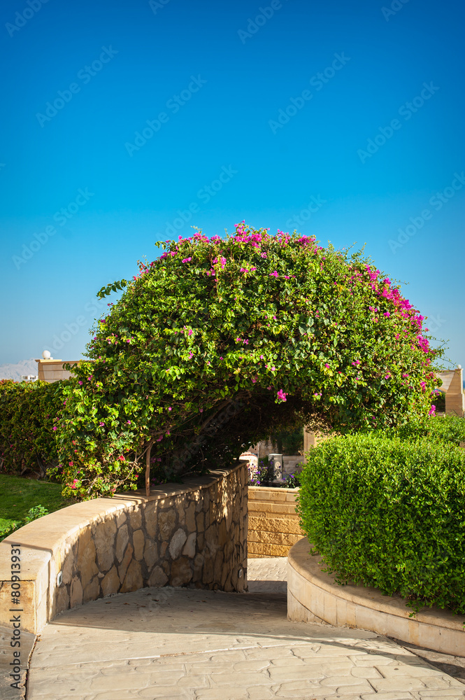 Flowering bush on the hotel in Egypt