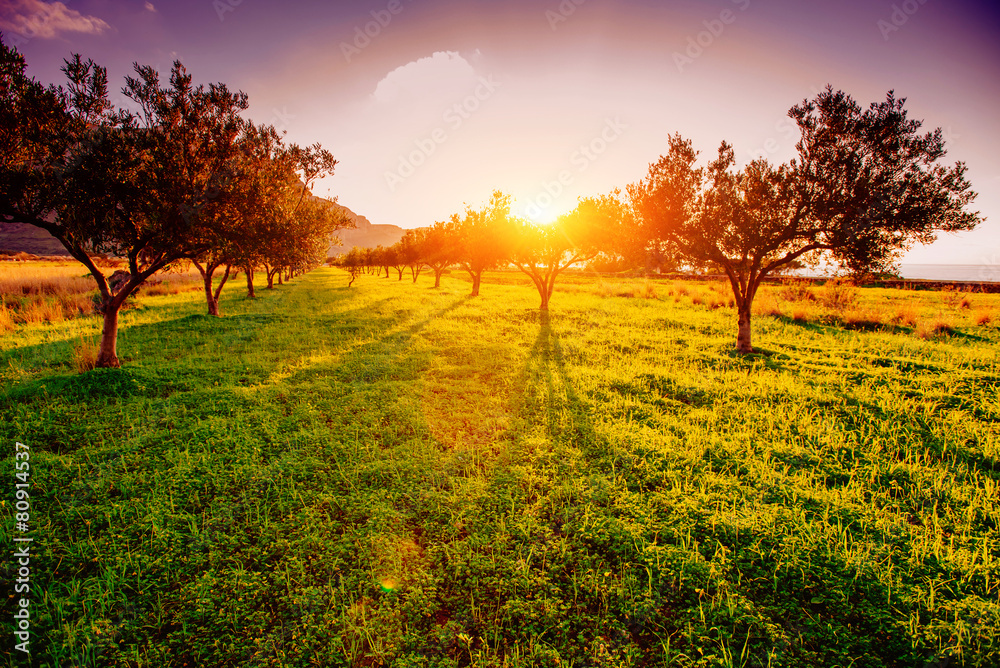 Fototapeta premium Tree shadow with sunset