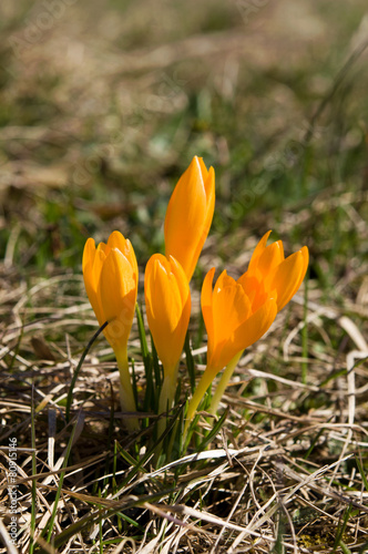 Crocus flavus