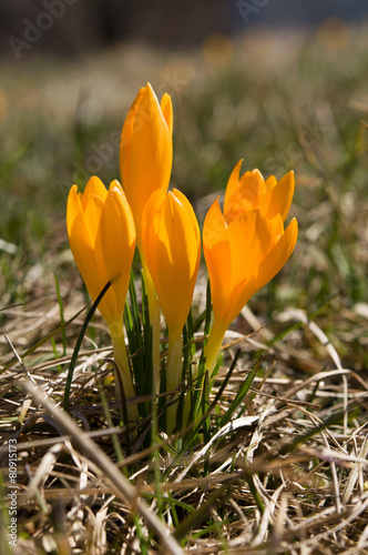 Crocus flavus