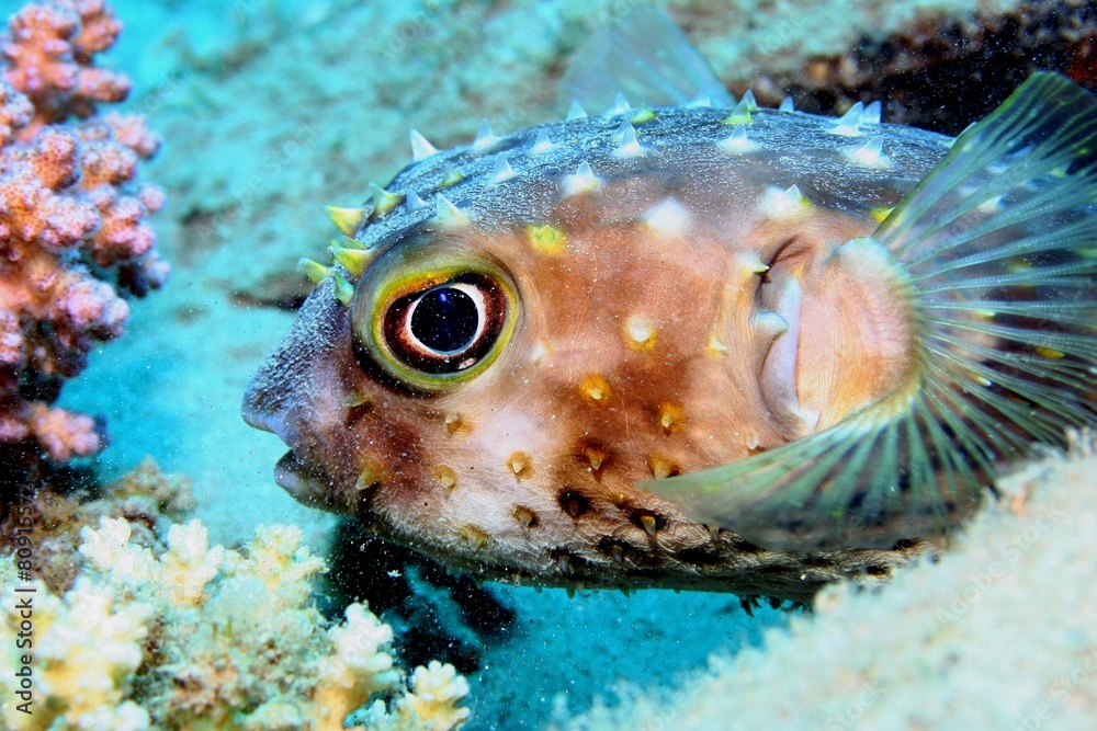 Kugelfisch Kugelfisch