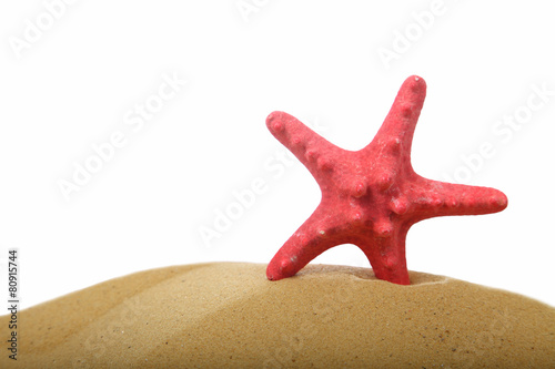 Seashells and starfish on sand