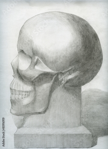 Pencil sketch of human skull (side view)