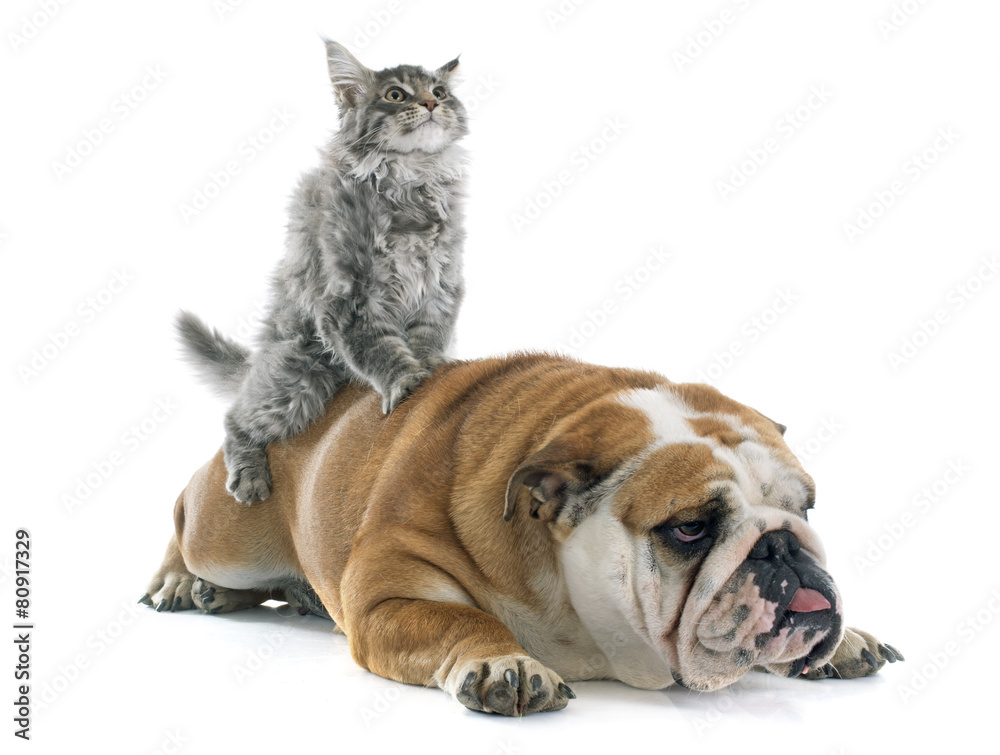 maine coon kitten and english bulldog