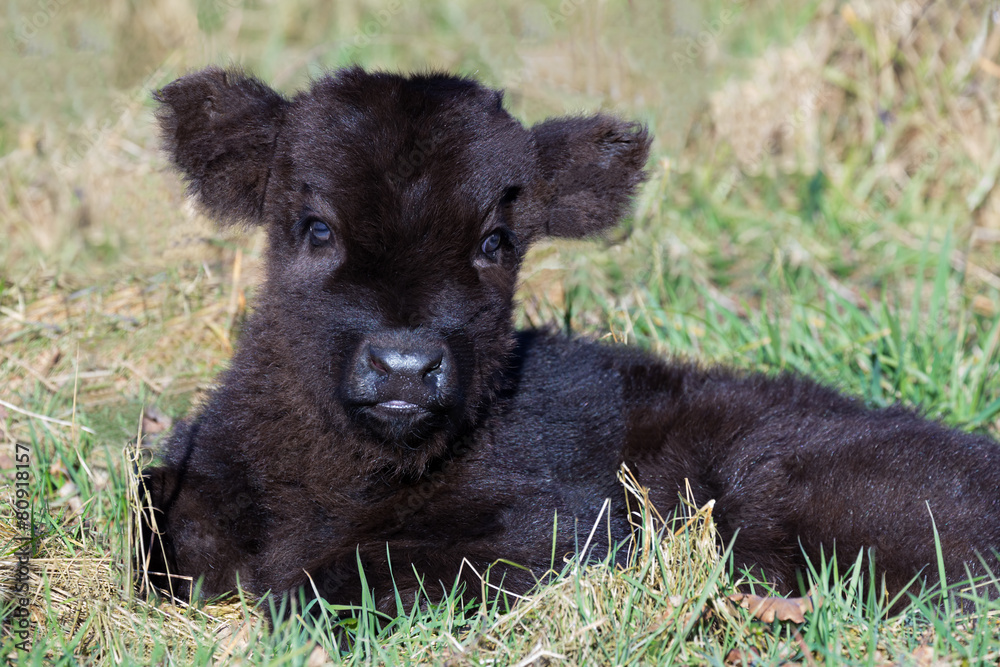 Newborn black scottish highlander calf lying in grass Newborn black scottish highlander calf lying in grass