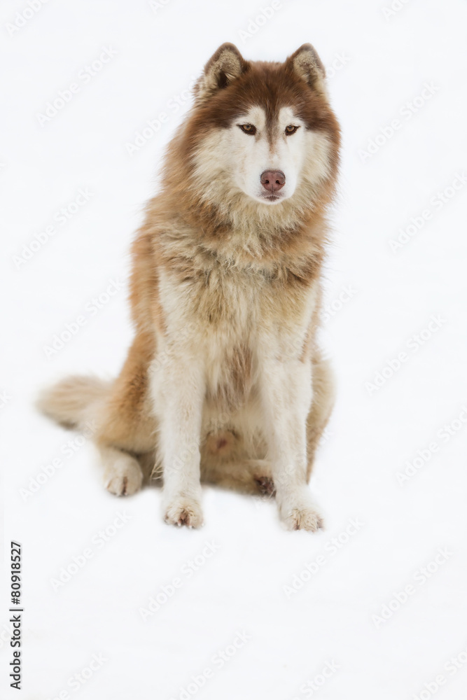 Obraz premium Alaskan Malamute snow