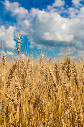 A wheat field  fresh crop of wheat