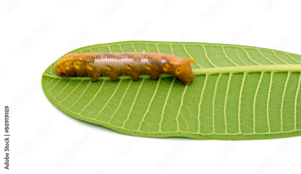 Caterpillar on white background