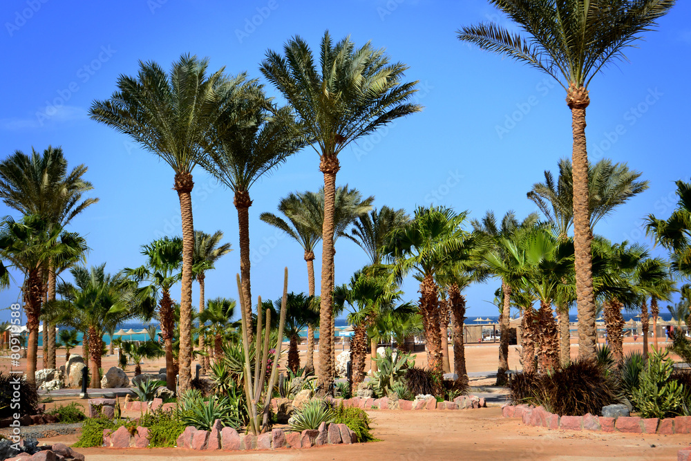 Palm trees on the shore of the Red Sea