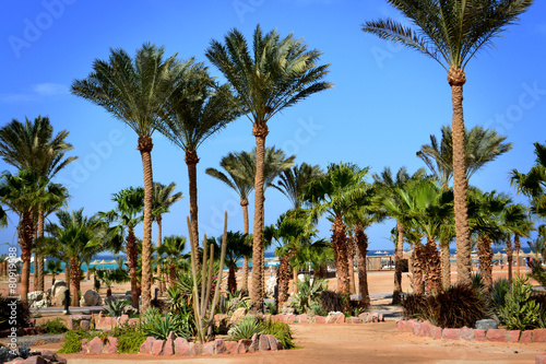 Palm trees on the shore of the Red Sea © igorbukhlin