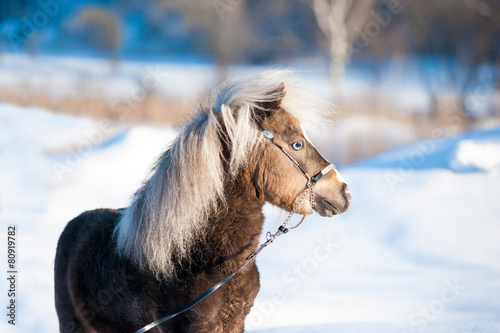 Fotografie miniature horse portrait