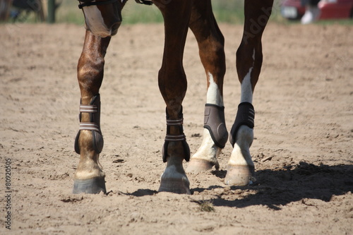 Close up of brown horse legs with boots