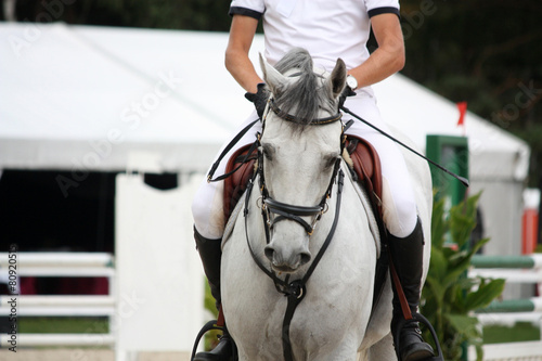 Portraot of white horse during competition