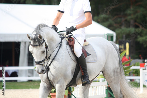 Portraot of white horse during competition