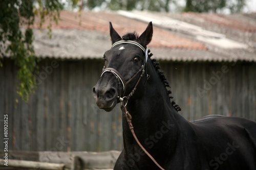 Black sport horse portrait with bridle