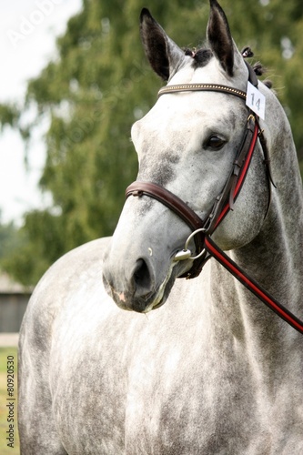 Gray sport horse portrait ar show arena