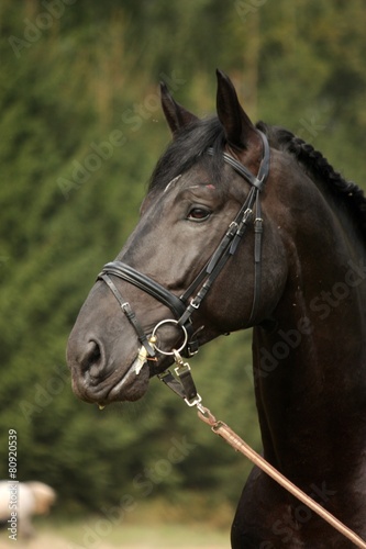 Black sport horse portrait with bridle